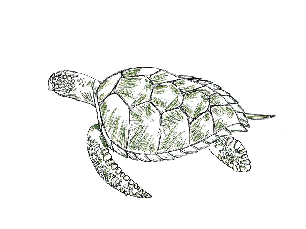 nic_nakk's tweet photo. Happy World Turtle Day 🐢 #WorldTurtleDay https://t.co/pfS5uRgiSn