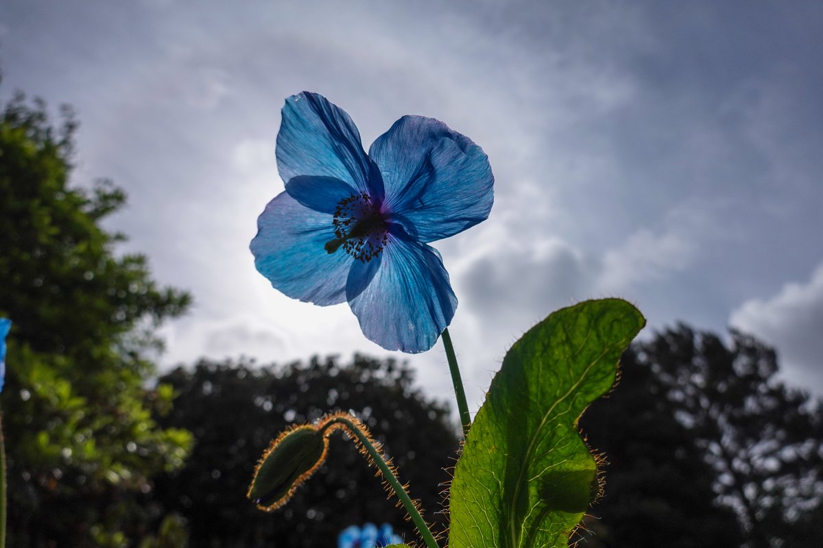 The #meconopsis at #RBGEdinburgh looking great again this year. #edinphoto