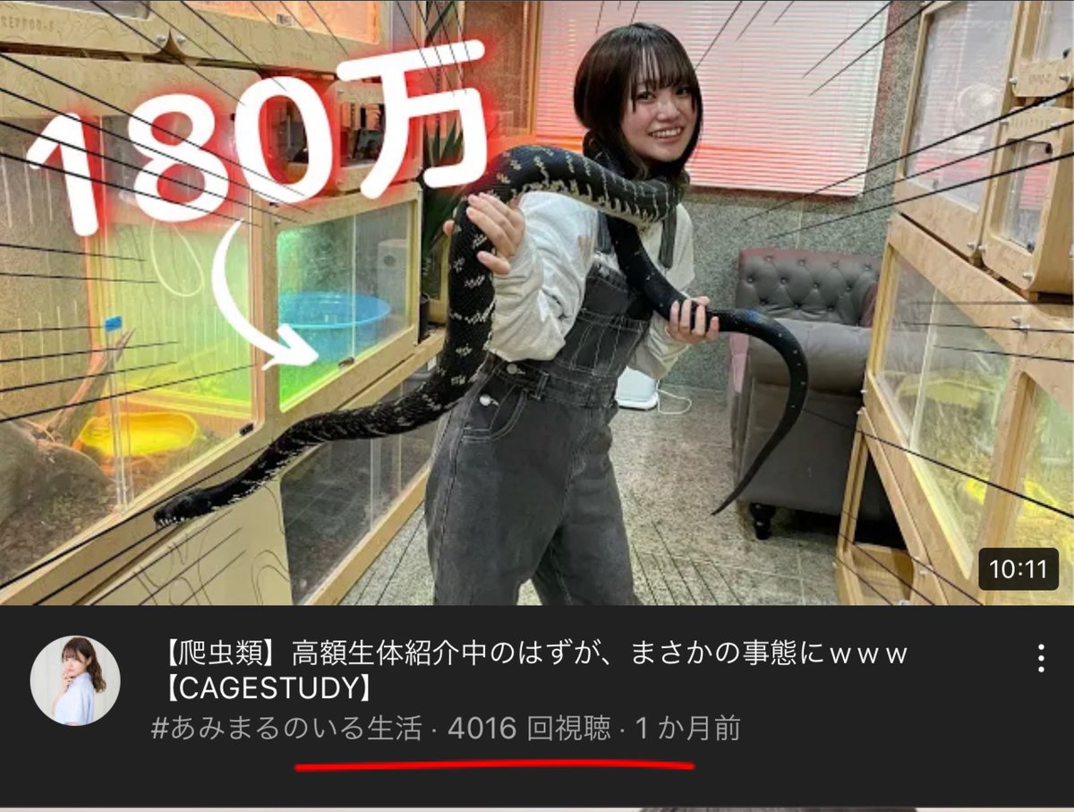 sammy_reptiles's tweet photo. CAGESTUDY(@cagestudy )さんのオフィス訪問動画の再生回数が4,000回を超えました🎉
東宝芸能の鹿沼亜美さんのYouTubeチャンネル #あみまるのいる生活 はこちら
https://t.co/f8y9okqM5P
素晴らしいオフィスだけ��も見てみてください🙏
#爬虫類好きと繋がりたい #CAGESTUDY https://t.co/dfvzZDlhYS