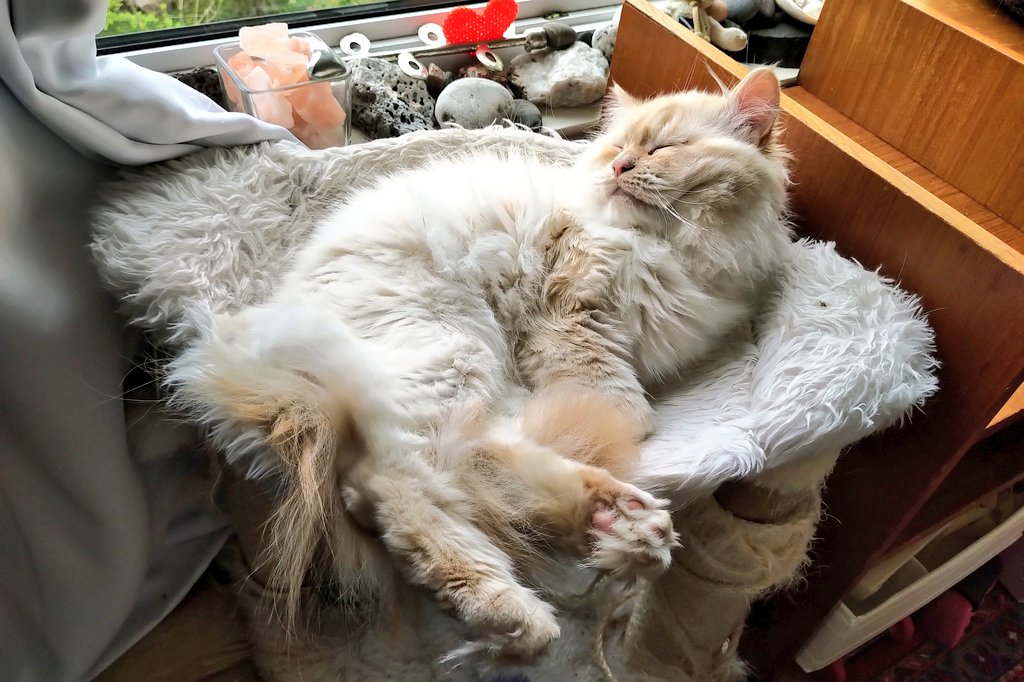 Me_llamoTolstoy's tweet photo. Mondays #CatsOfTwitter #VictoriaDay #gatos #thefloof https://t.co/jgO3qiHcJ6