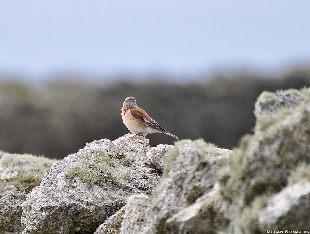 MARINElife_UK's tweet photo. MARINElife Wildlife Officer Report

‘MS Oldenburg’ Ilfracombe-Lundy 21st May 2022 
MARINElife/Lundy WLO: @Megan__Strachan 

Read the full report here: https://t.co/HRrBWt62xl

@LundyLandmark #MARINElife #wildlifephotography #wildlife https://t.co/XRzMrm87yd