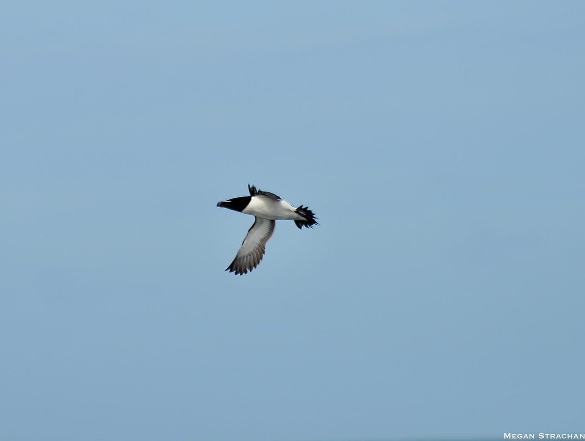 MARINElife_UK's tweet photo. MARINElife Wildlife Officer Report

‘MS Oldenburg’ Ilfracombe-Lundy 21st May 2022 
MARINElife/Lundy WLO: @Megan__Strachan 

Read the full report here: https://t.co/HRrBWt62xl

@LundyLandmark #MARINElife #wildlifephotography #wildlife https://t.co/XRzMrm87yd