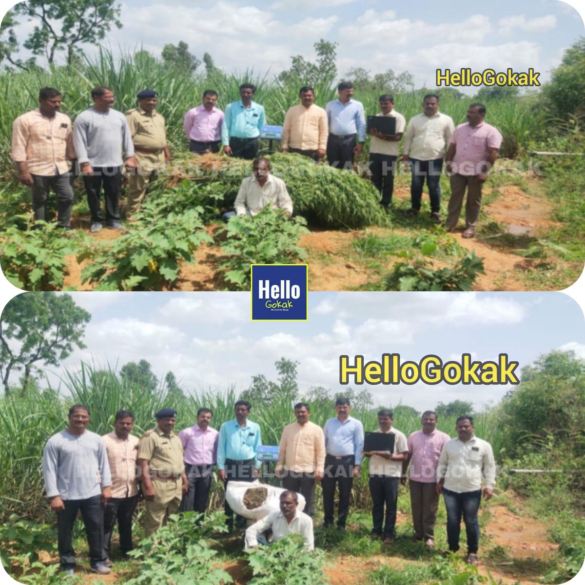 HelloGokak's tweet photo. ಗಾಂಜಾ ಬೆಳದ ರೈತನ ಜಮೀನಿನ ಮೇಲೆ ಪೊಲೀಸ್ ದಾಳಿ.
ಗೋಕಾಕ್ ತಾಲೂಕಿನ ಮಿಡಕನಹಟ್ಟಿ ಗ್ರಾಮದಲ್ಲಿ ಘಟನೆ.
ಶಿವಲಿಂಗಪ್ಪ ಸವಸುದ್ದಿ ಎಂಬುವ  ರೈತನ ಜಮೀನಿನಲ್ಲಿ ಬೆಳೆದಿದ್ದ ಗಾಂಜಾ.
2.50 ಲಕ್ಷ ಮೌಲ್ಯದ 25kg ಗಾಂಜಾ ವಶಕ್ಕೆ,

 ಗೋಕಾಕ್ ಗ್ರಾಮೀಣ ಪೊಲೀಸ್ ಠಾಣೆಯಲ್ಲಿ ‌ಪ್ರಕರಣ ದಾಖಲು.@SPBelagavi @naushadbijapur @allaboutbelgaum https://t.co/bfPL9YMoHt
