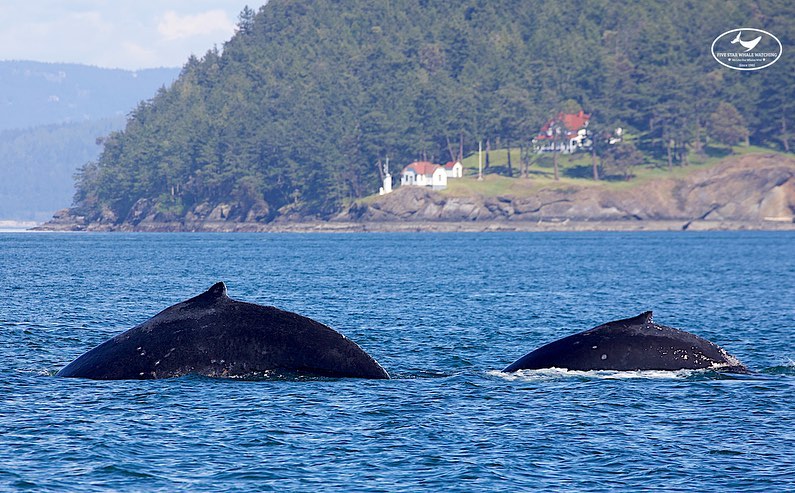 ThePWWA's tweet photo. #HappyVictoriaDay! 🇨🇦 We hope all of our Canadian friends and followers are enjoying the May long weekend - we sure are! Whale and wildlife sightings abound from Tacoma, WA to Telegraph Cove, BC.
#springwhalewatching #pwwa https://t.co/tlXbRNFrIs