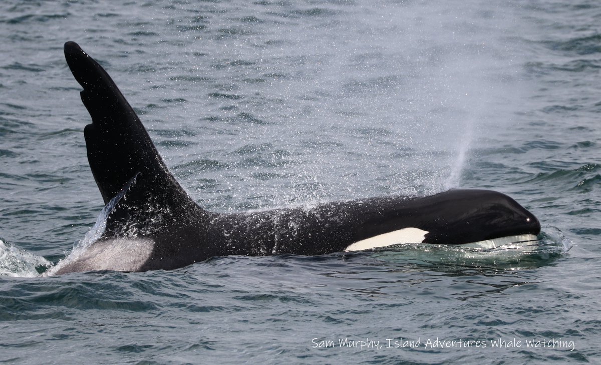 ThePWWA's tweet photo. #HappyVictoriaDay! 🇨🇦 We hope all of our Canadian friends and followers are enjoying the May long weekend - we sure are! Whale and wildlife sightings abound from Tacoma, WA to Telegraph Cove, BC.
#springwhalewatching #pwwa https://t.co/tlXbRNFrIs