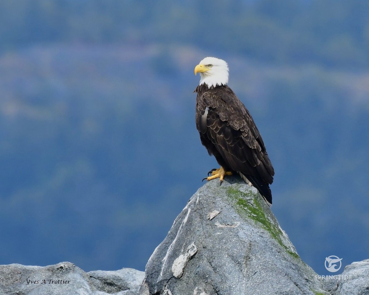 ThePWWA's tweet photo. #HappyVictoriaDay! 🇨🇦 We hope all of our Canadian friends and followers are enjoying the May long weekend - we sure are! Whale and wildlife sightings abound from Tacoma, WA to Telegraph Cove, BC.
#springwhalewatching #pwwa https://t.co/tlXbRNFrIs