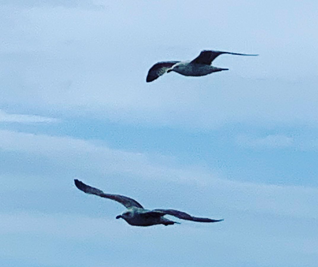 LindyLouMac's tweet photo. Flying along the promenade looking for supper! #fmsphotoaday #fms_flying #fms_apair #seagulls #apair https://t.co/M0pfwSRMEk
