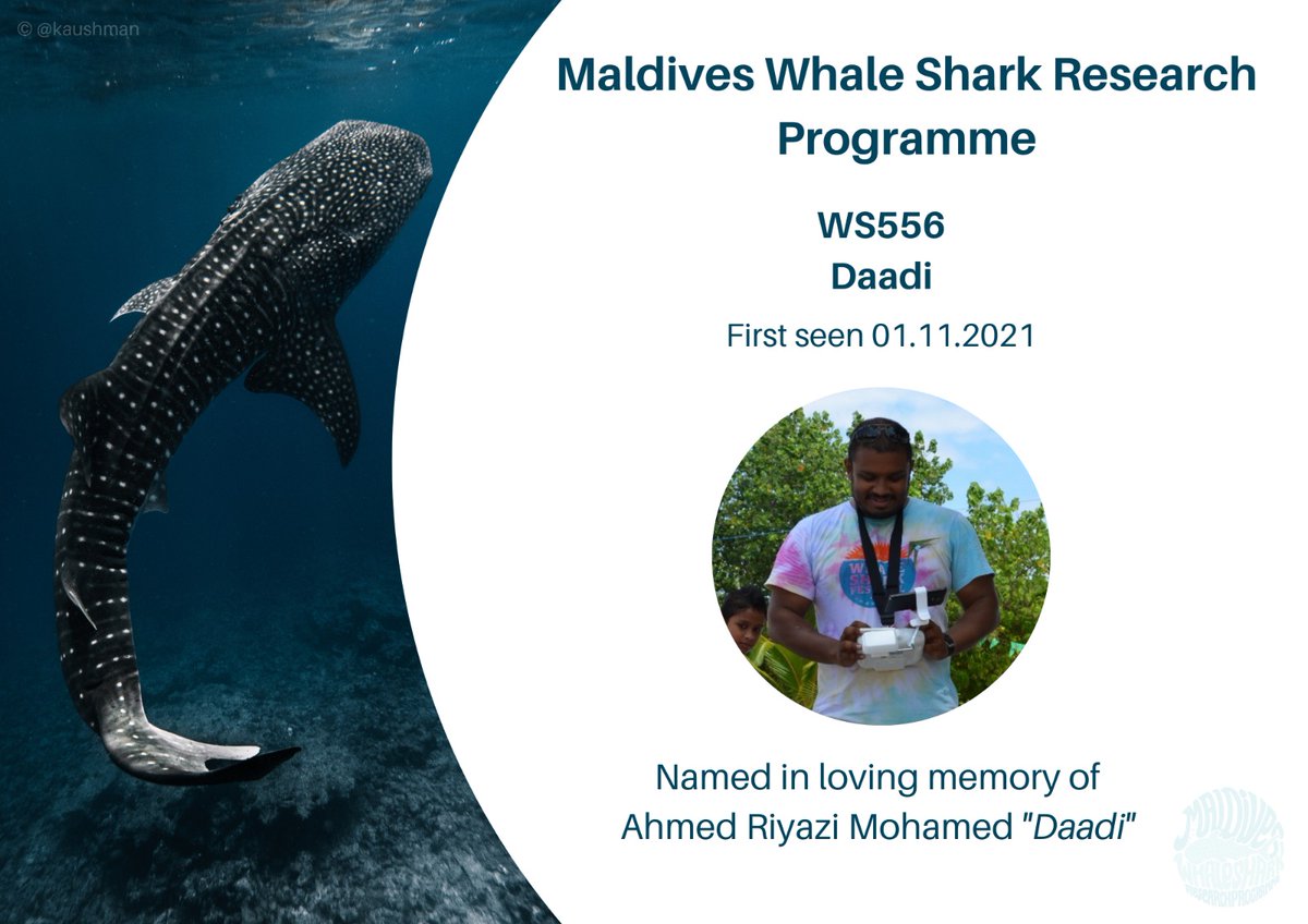 mzahir's tweet photo. Thank you #MWSRP, for helping celebrate the life of @riyazi💙 He loved the ocean, especially the megafauna. https://t.co/DzFBdq3HuY