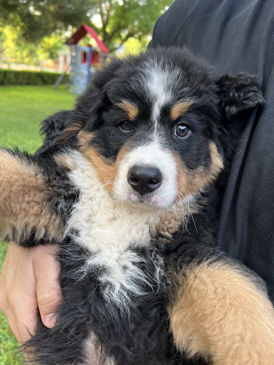 Por fin llego mi compañero! 😍🐶 #bernesemountaindog #Conde