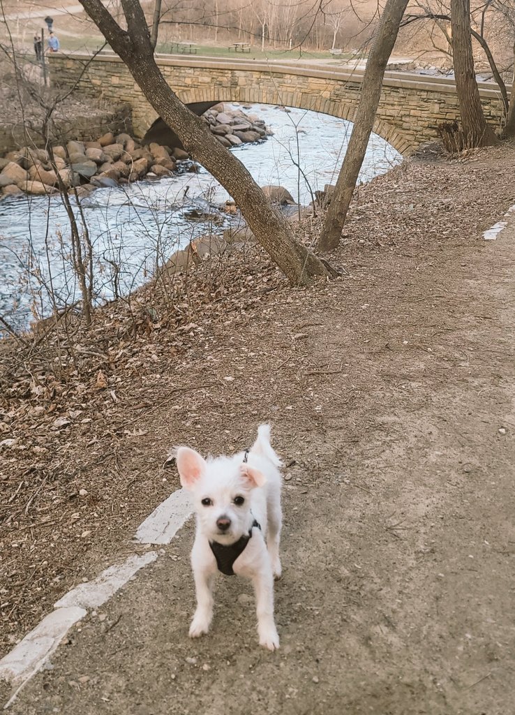 ReinaleneV's tweet photo. Going to work on mondays reminds me how much I miss my puppy lol wish I was still snuggled up with him like on the weekends 🐶 https://t.co/W3eGlx5wFw