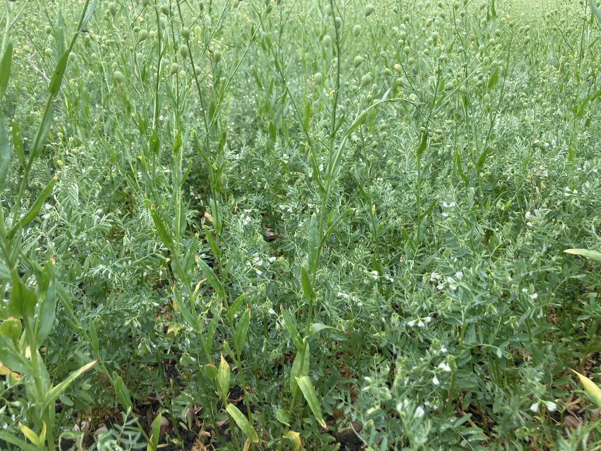 aestiv's tweet photo. Association #lentilles #caméline après l’orage de 12mm. On confortera les fleurs et le début de remplissage de la #légumineuse par 20mm de plus avec l’enrouleur. La #protéine végétale française #bio est en fabrication ! 🌱🍀 https://t.co/t4ShOAQ44x