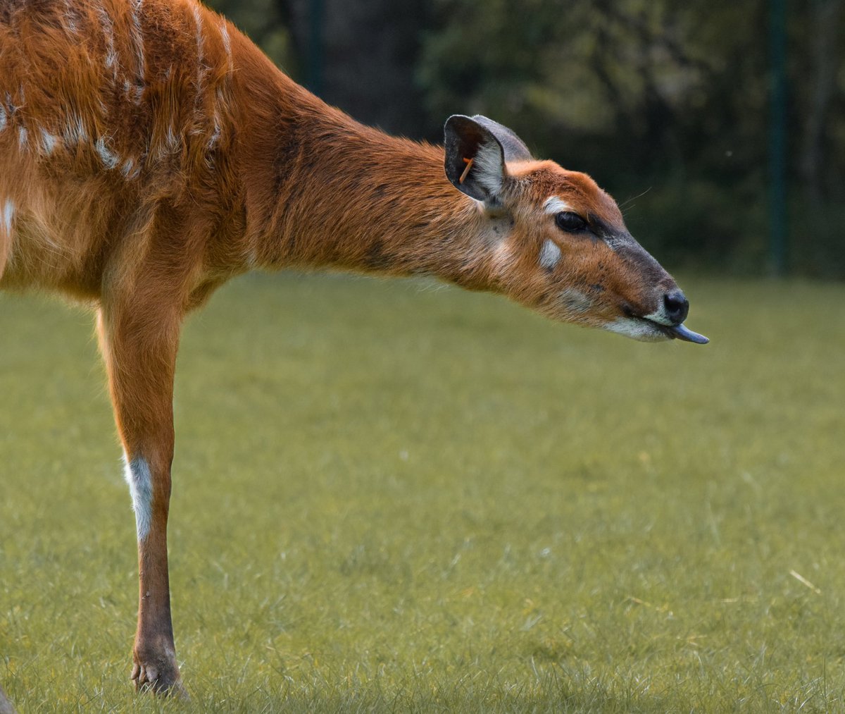 animalswithel's tweet photo. A little sitatunga blep from this gorgeous girl. 

#sitatunga #marshbuck #antelope #swamp #blep #chesterzoo @chesterzoo #sitatungas #antelopes #tongueout #tongueouttuesday https://t.co/PwACytI8jC