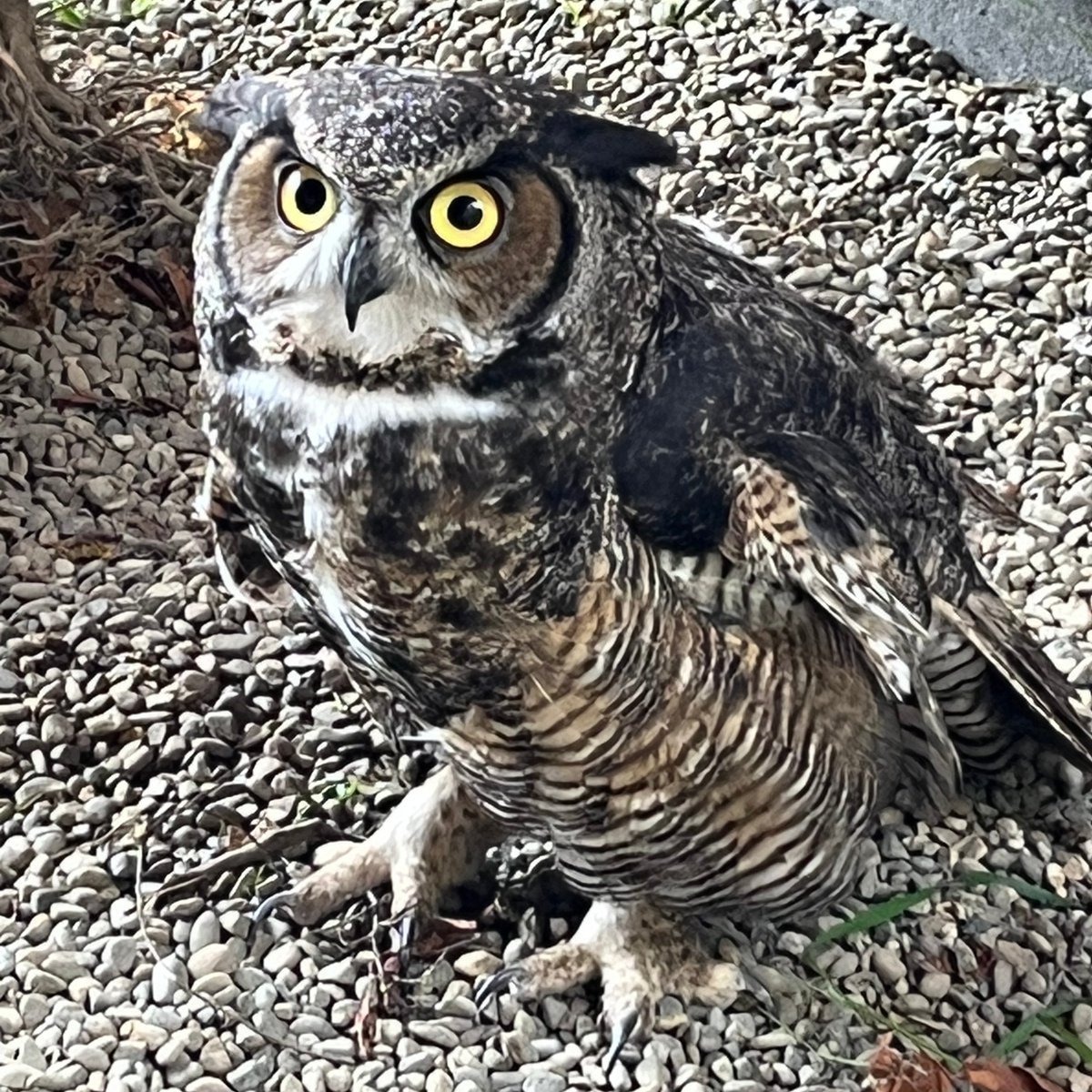 CVARescue's tweet photo. Dynamite
#owl #greathornedowl #animalrescue #centervalleyanimalrescue https://t.co/deE9FZPnNP