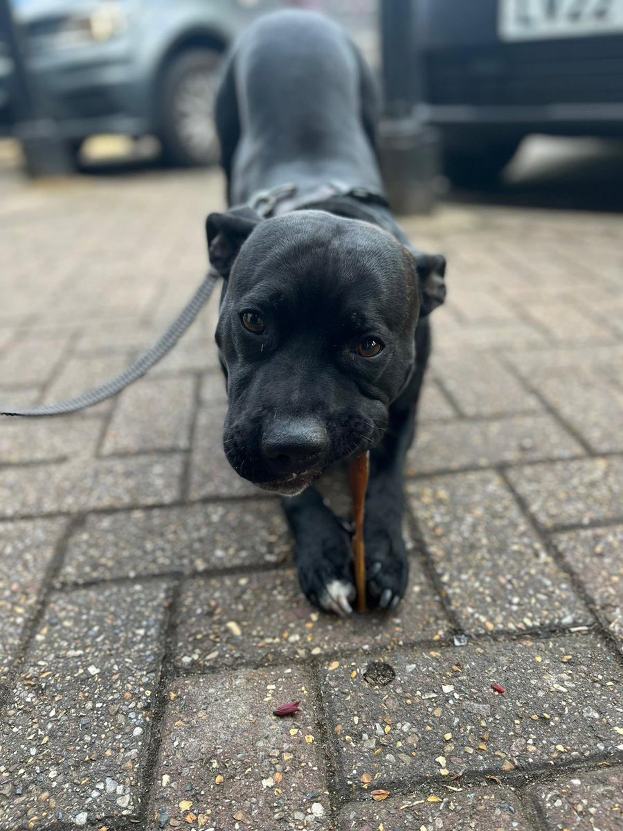 PawsNaturally's tweet photo. To start our week off right hereโs a snap of stunning Tux who popped in last week for a treat or two!
#tux #MondayMood #partymood #staffiesoftwitter #staffy #Partygate #DogsofTwittter #dogoftheday #blackdogsoftwitter https://t.co/heqhw38k3Z