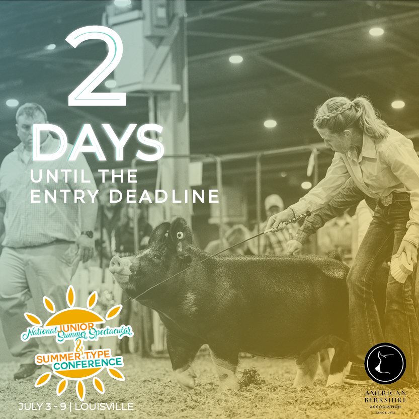 Two days until the entry deadline for the Summer Type Conference! Kevin Wendt of Ohio will be sorting through the Berkshire open show. We hope to see you in Louisville July 3-9. 

Enter online at: americanberkshire.com/summer-type-co…

#AmericanBerk #STC22