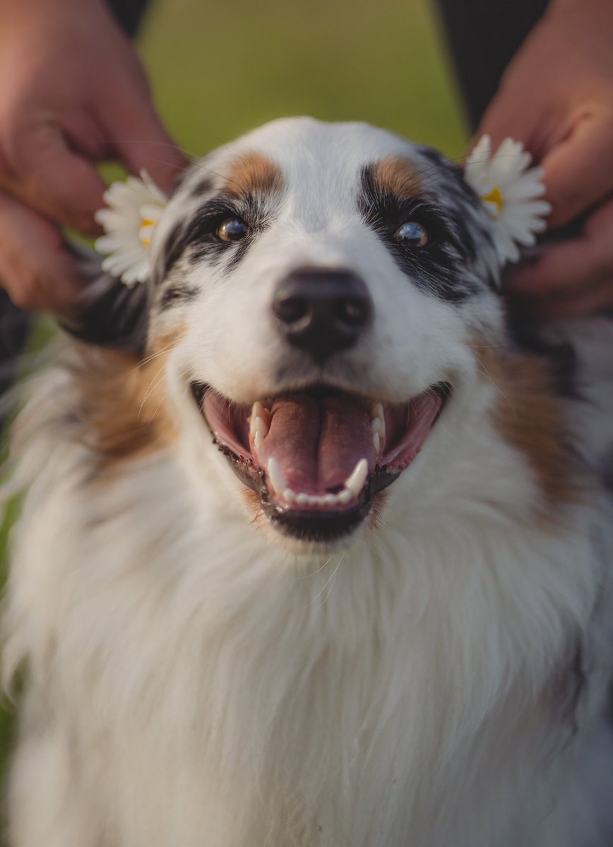 Happy monday ! #dogsoftwitter