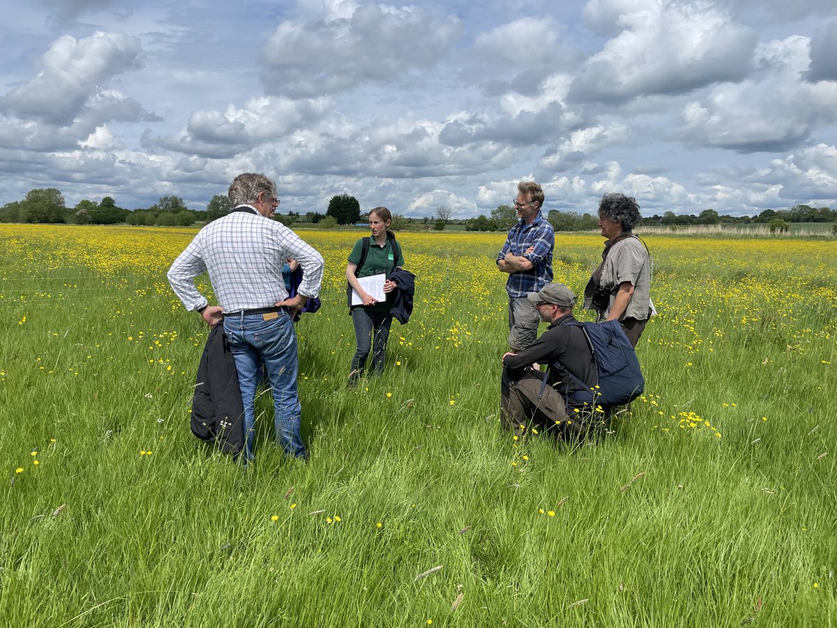 RSPB Otmoor provided curlews calling over insect rich meadows. An organic farm wasn’t so lucky, nest predated early on, despite electric fence. Thank you ⁦@TonyJuniper⁩ ⁦@Natures_Voice⁩ ⁦@NaturalEngland⁩ for today. ⁦@curlewrecovery⁩ ⁦@CurlewAction⁩