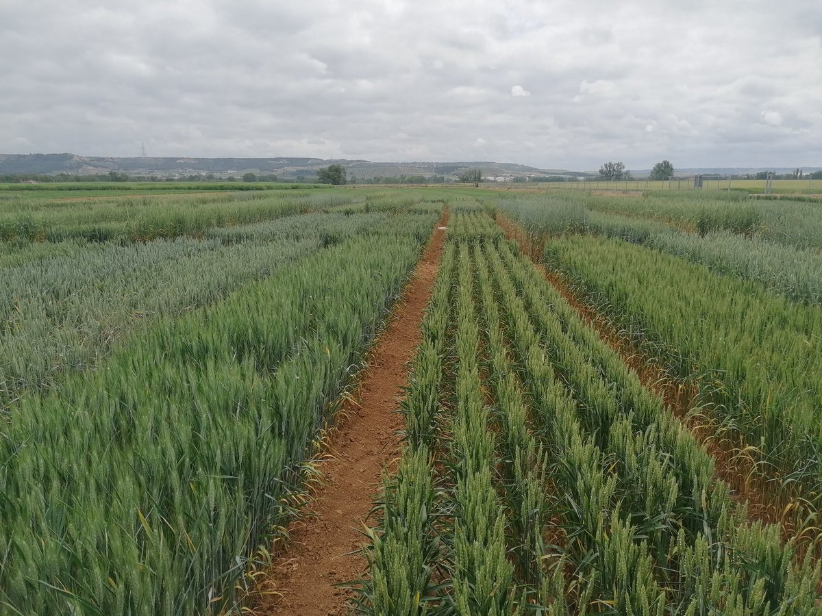 aparicionieves3's tweet photo. Tras una semanita 🥵🥵🥵, así luce uno de nuestros ensayos.
#breadwheat #trial #abioticstress https://t.co/YeOXBOx5ME