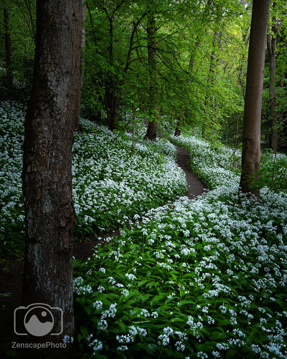 ZenscapeP's tweet photo. Wild Garlic Heaven

I was lucky to have @davidmccord88 show me this place on a very special day! No, it wasn't a date (we passed that stage🤣), it was my dad's passing anniversary. 
#falkirk #wildgarlic #scotland #loveoutdoors #leavenotrace https://t.co/nF7ZAFbrDQ