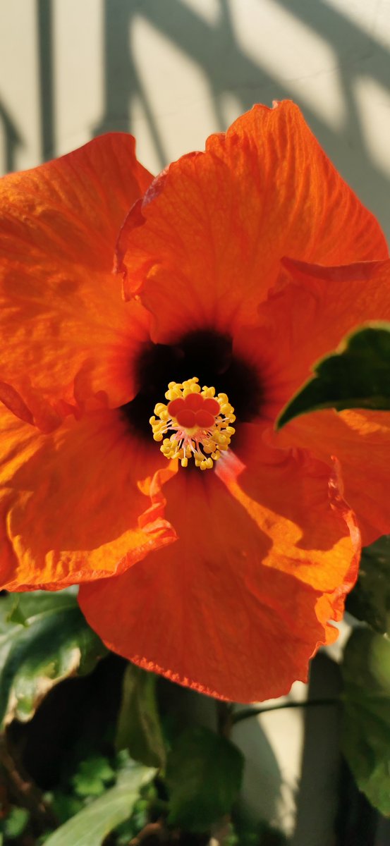 Amaranta Arcadia 🌺🌷🦗🐝🦋🐞🦀🐒 tweet media