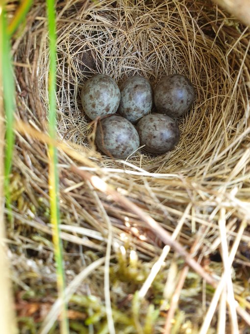 Red-throated Pipit nest