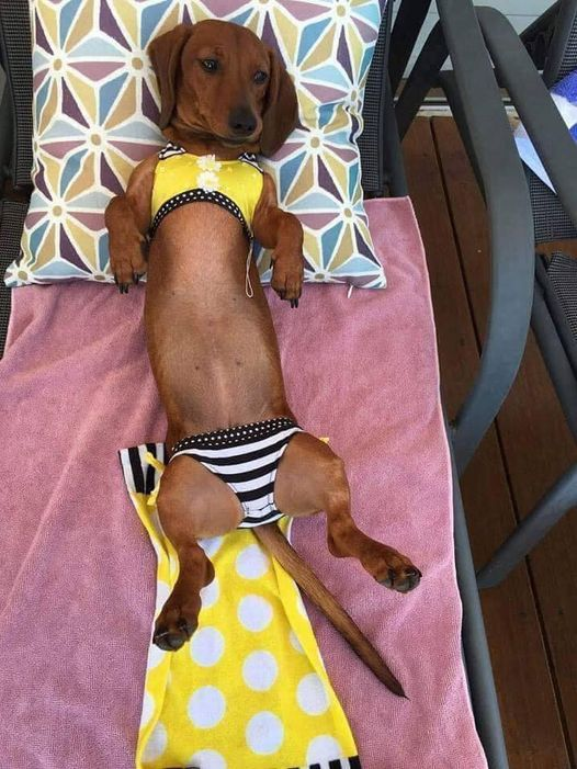 salsichinhas's tweet photo. O biquininho KKKKKKKKKKK https://t.co/ToYd9rDr9x