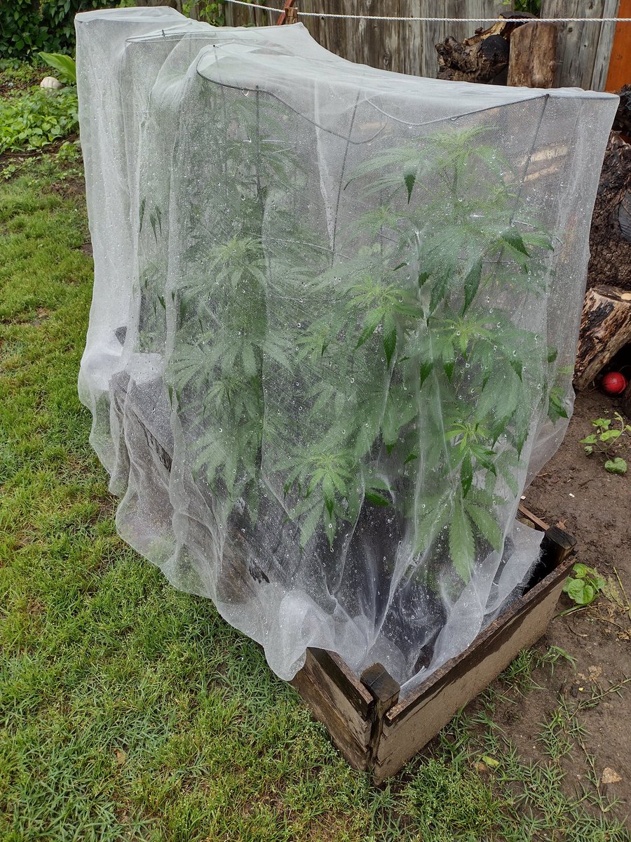 DjVisionaire's tweet photo. Last year I got 🐛 from 🦋 laying their Eggs in the outdoor harvest so testing out this Bug netting. Has anyone else tried this?? Just worried about Airflow, especially in the rain 🌧️ #CannabisCommunity #OutdoorGrow #InsectPrevention #growyourown #irvineArmy #Mmemberville https://t.co/NINXKyllpl