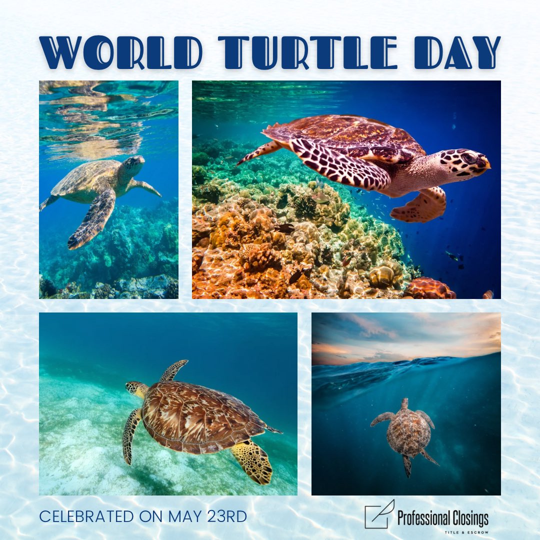 pc_title_escrow's tweet photo. Happy World Turtle Day! 🐢 #worldturtleday #protecttheocean #protecttheturtles https://t.co/S1K1jEXpNw