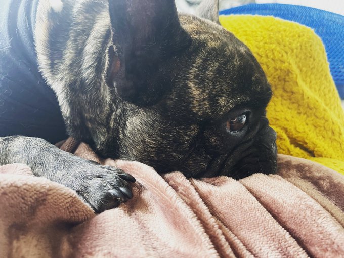 <a href="/OCObispo/">OCObispo</a>
“Gracie y Griffin” son una verdadera bendición para mí, adoptados de OC Animal Care, ¡hace unos nueve años!
<a href="/K9Finn/">Fabulous Finn®️</a>

#FabulousFinn #rescuedog #fureverhome