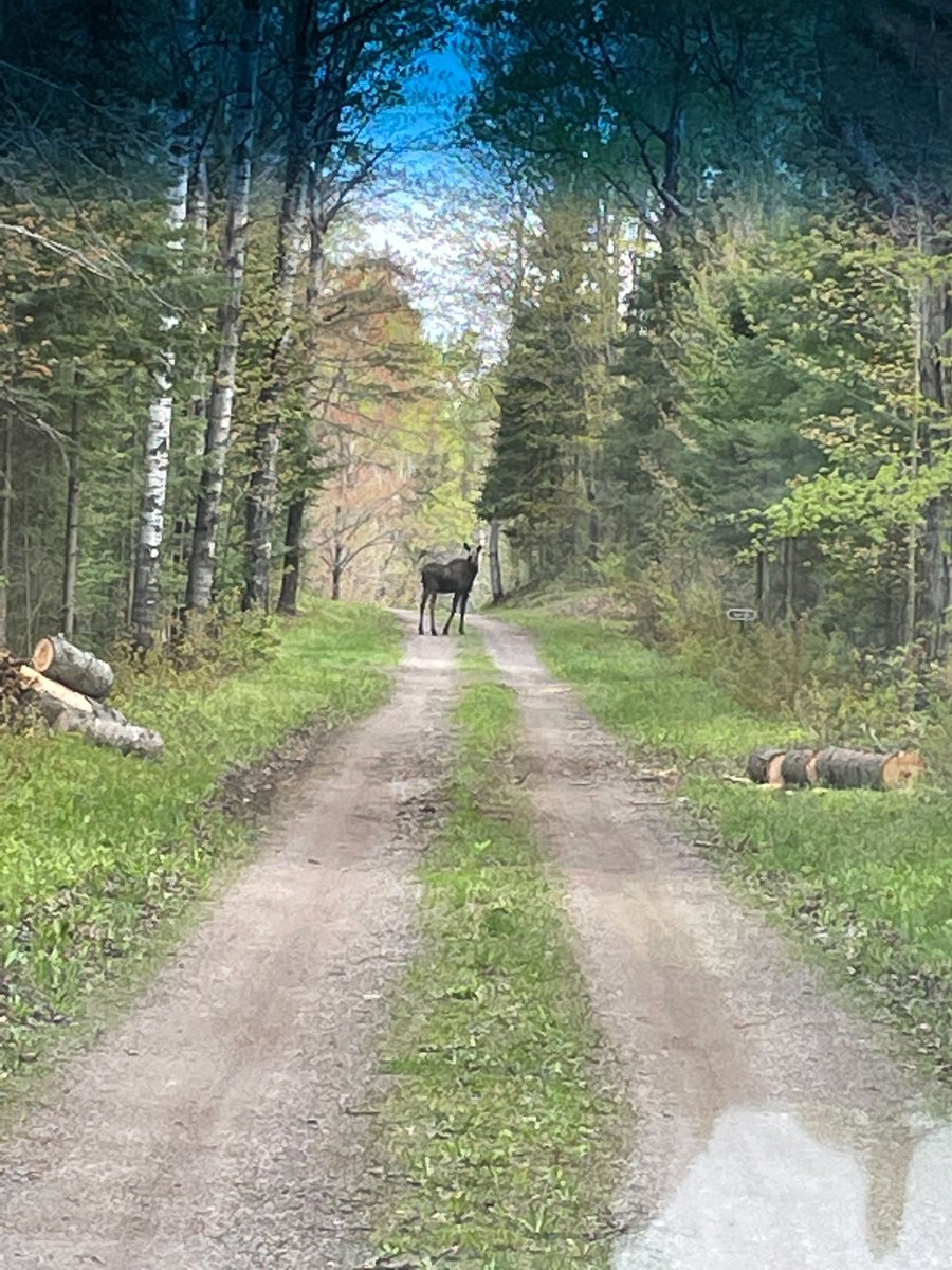 gsabrinus's tweet photo. Me in #UNDERC22 #VertEcol lecture : so the only Artiodactyl we get at UNDERC is the White-tailed Deer. Moose show up so rarely they’re essentially never here. 

Meanwhile, on the West Road: https://t.co/r8yenfdyCx