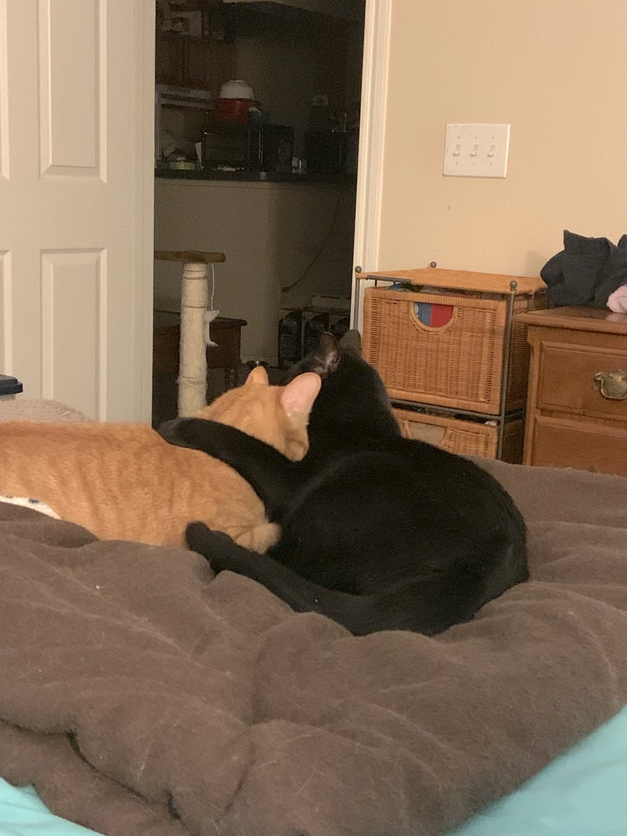 Houston Cares Animal Rescue tweet media