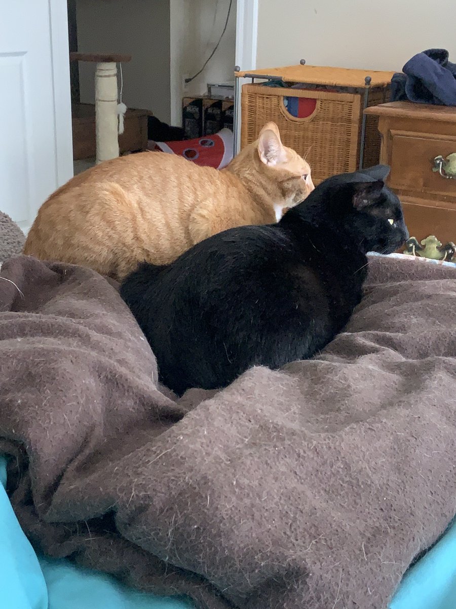 Houston Cares Animal Rescue tweet media