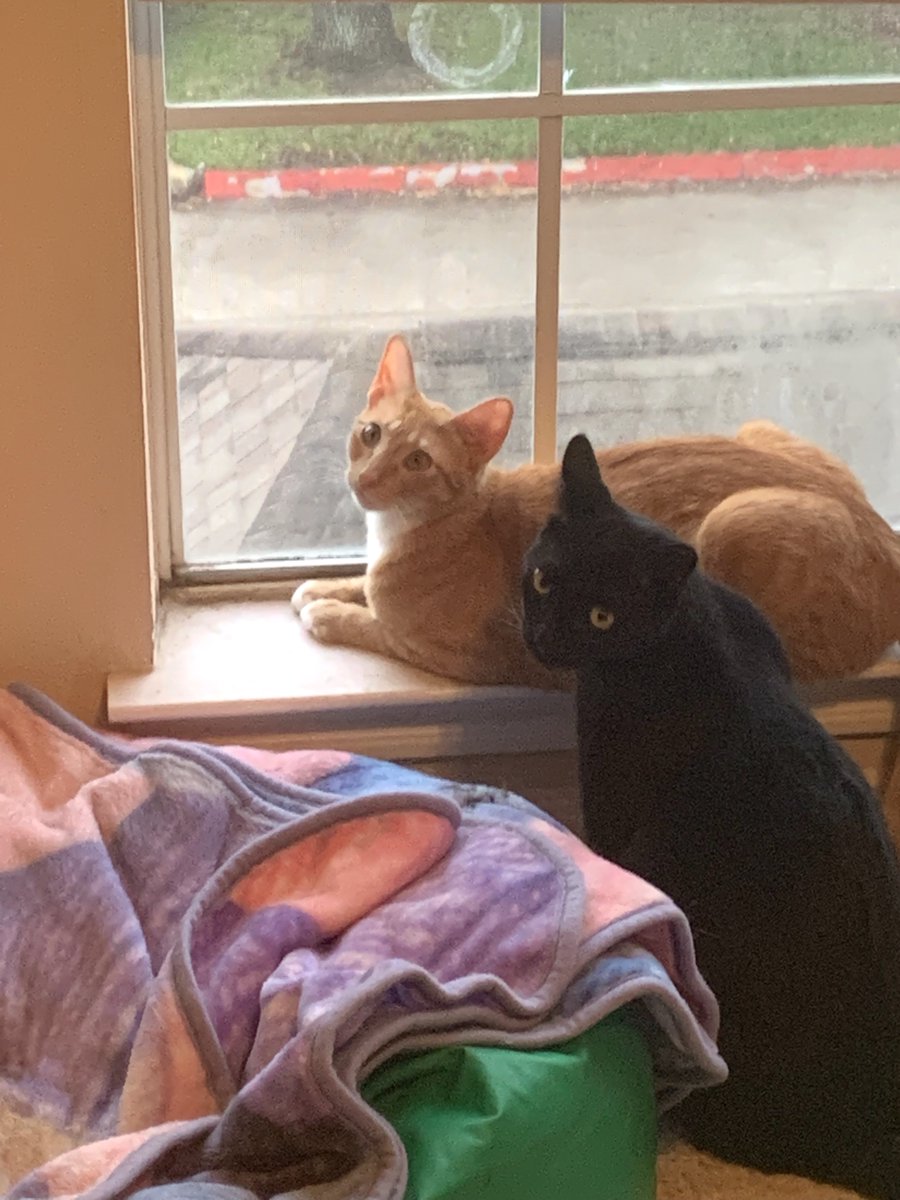 Houston Cares Animal Rescue tweet media