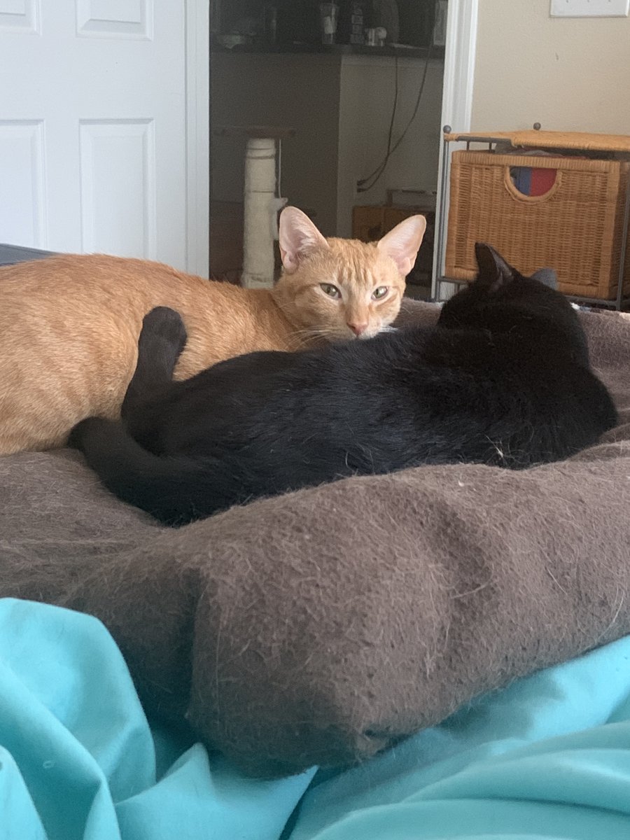 Houston Cares Animal Rescue tweet media