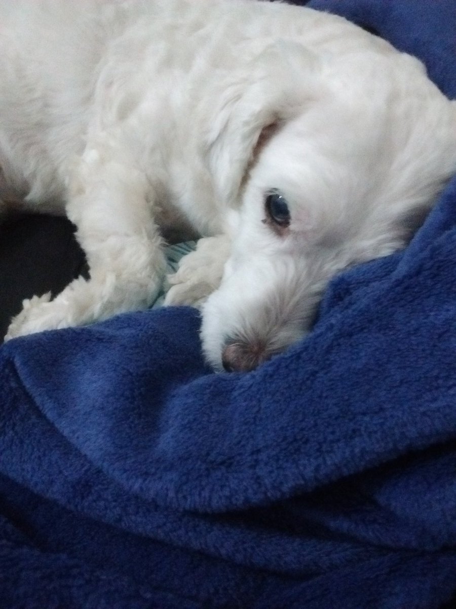 60smoonspell's tweet photo. que soninho gostoso do meu amooor, te amo mais que tudo Xuxuzinho!!! 🐩❣️❣️❣️ https://t.co/Wvc8vstWBM