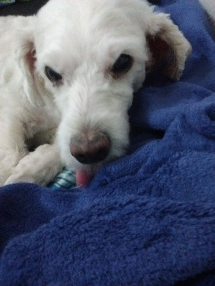 60smoonspell's tweet photo. que soninho gostoso do meu amooor, te amo mais que tudo Xuxuzinho!!! 🐩❣️❣️❣️ https://t.co/Wvc8vstWBM