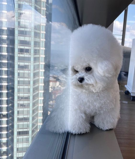 lavieestbelIe's tweet photo. Floof https://t.co/8XLvBbSidT