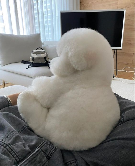 lavieestbelIe's tweet photo. Floof https://t.co/8XLvBbSidT