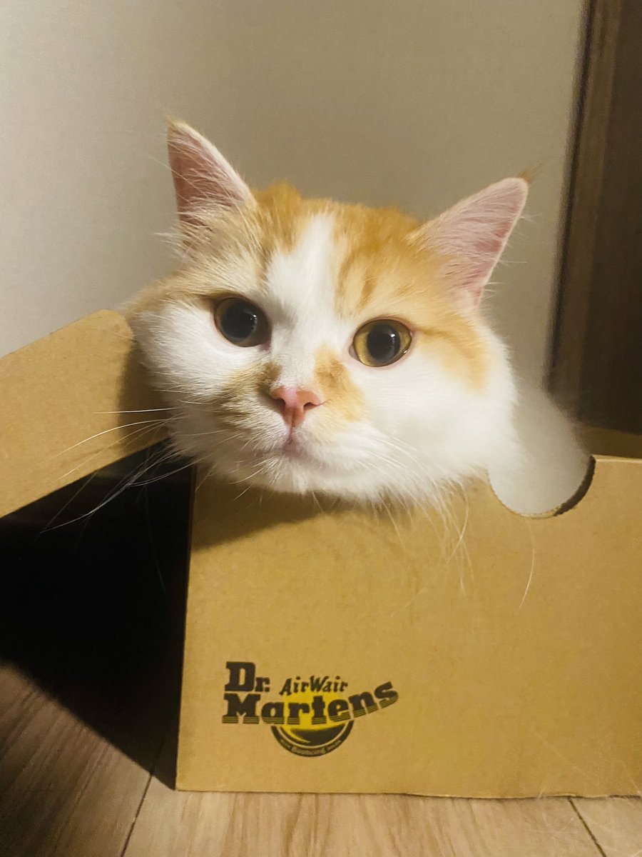mnos_109's tweet photo. ヘトヘトヘトという感じで帰ったら箱入りてんてん。過酷毎日 https://t.co/rVtAN00wON