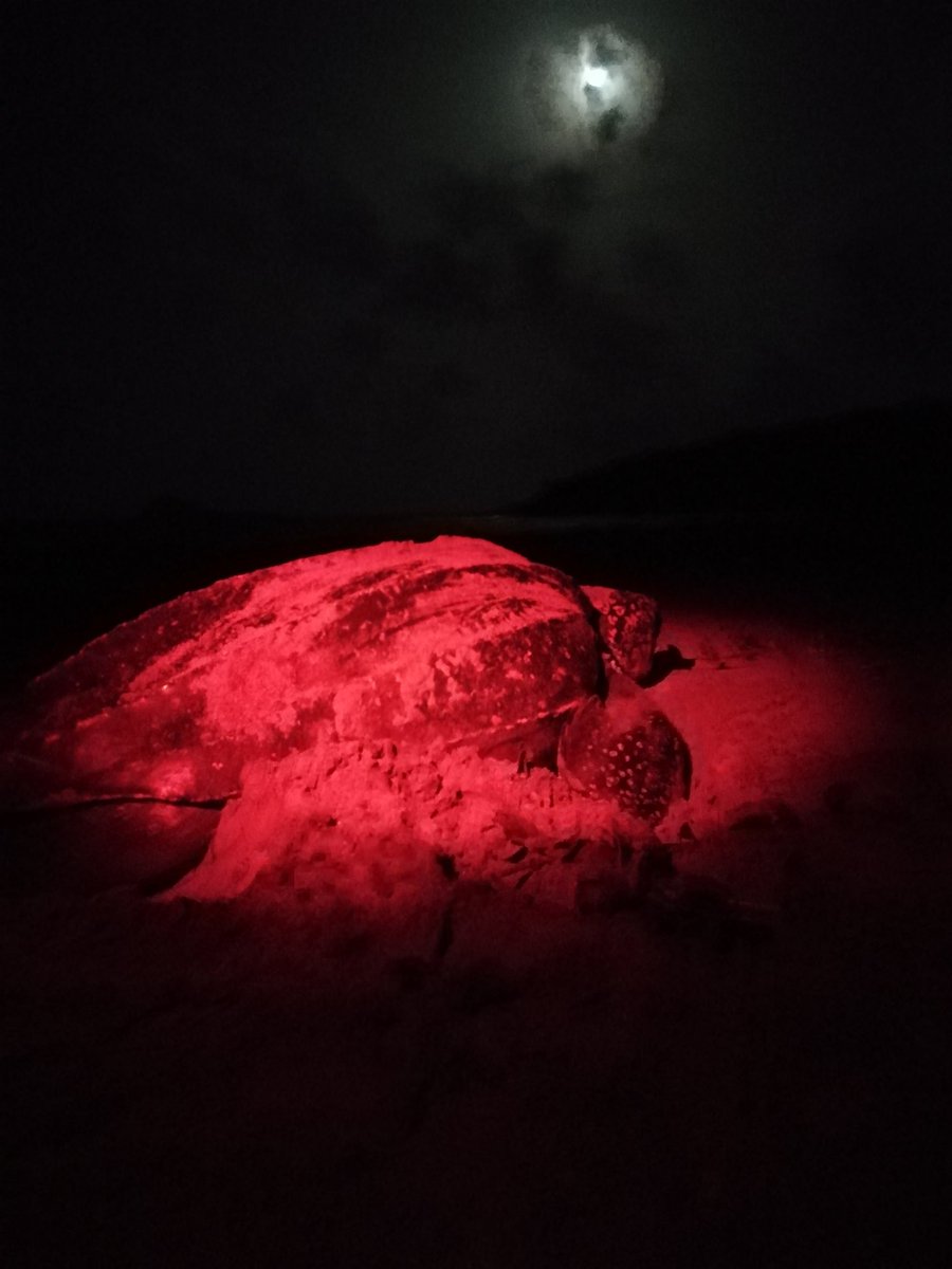 Wishing everyone a very happy #WorldTurtleDay!!!!!

In Grenada we host a significant nesting population of the largest sea #turtle - the #leatherback! These gentle giants can reach almost 1.8 metres length and 900 kg in weight, all from a diet of jellyfish!

📸 <a href="/EdwardJackfruit/">Ed Hodges (he/him)</a>