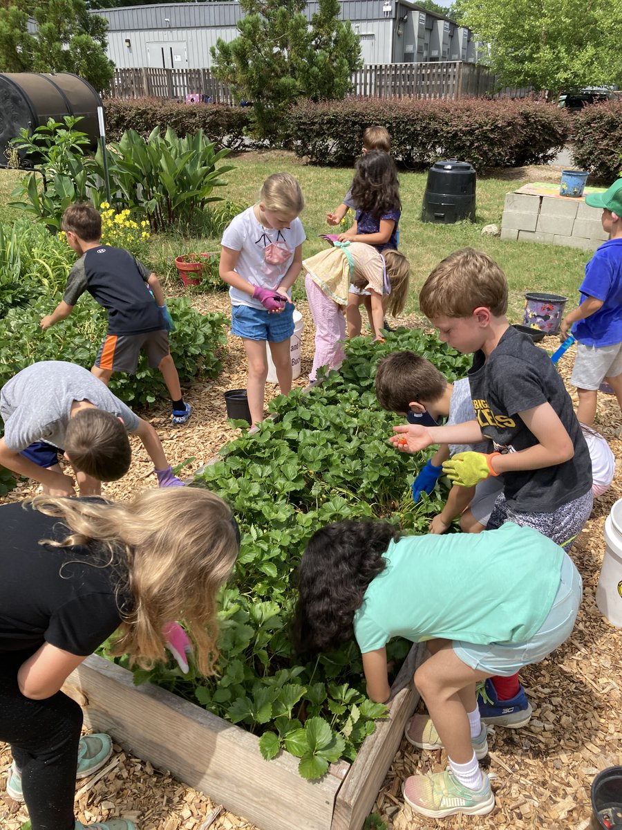 CWExploris's tweet image. Strawberry harvest in our garden with first graders!