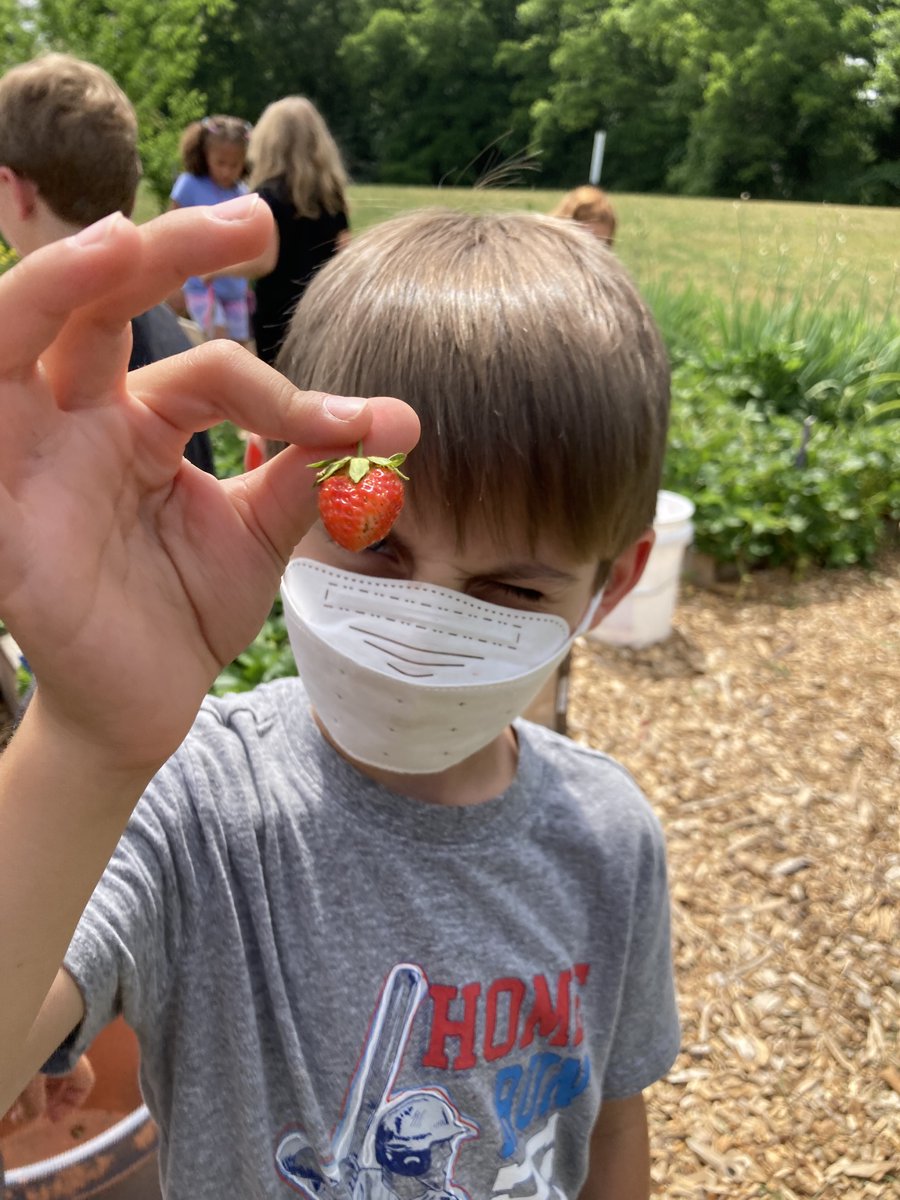 CWExploris's tweet image. Strawberry harvest in our garden with first graders!