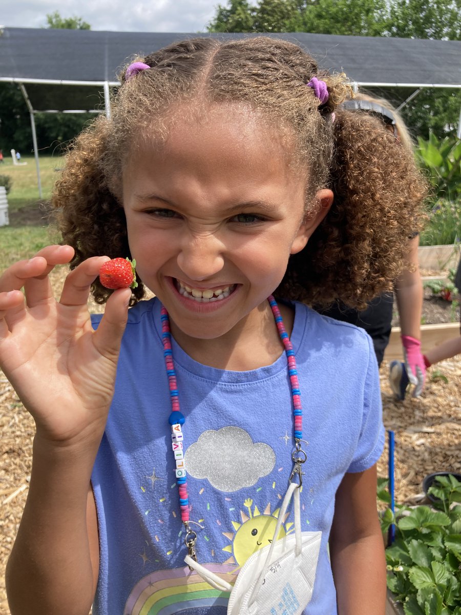 CWExploris's tweet image. Strawberry harvest in our garden with first graders!
