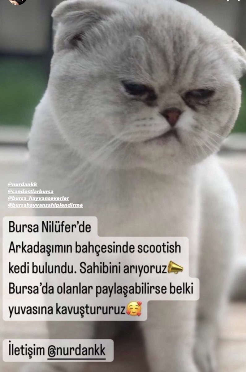 serseri (@serserikedicik) on Twitter photo 