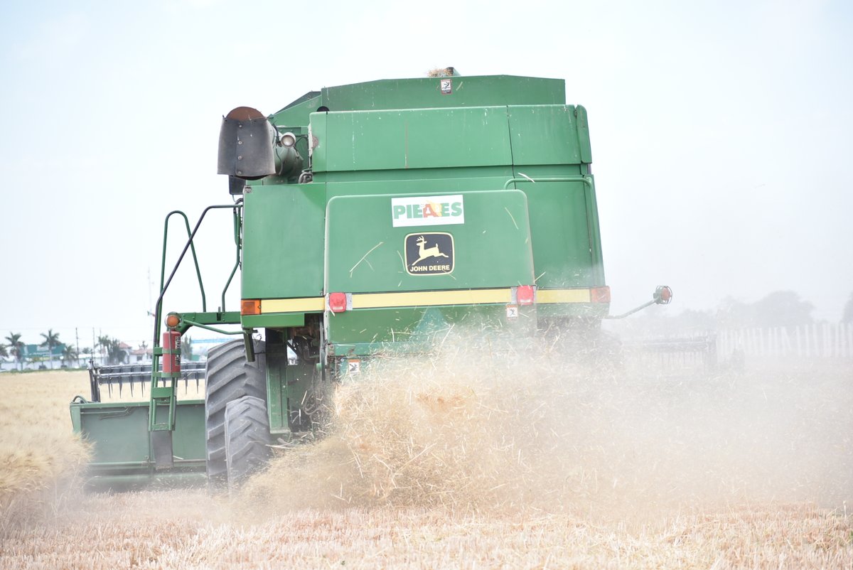 PIEAES's tweet photo. El PIEAES, A.C., realizando actividades de trilla del cultivo de Trigo los Valles del Yaqui y Mayo durante el mes de mayo de 2022.
En el ciclo 2021-2022, se sembraron 179 has con distintas variedades de Trigo Cristalino y Harinero. https://t.co/9GlGewwKwF