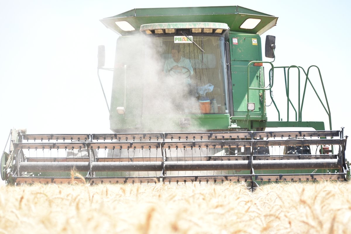 PIEAES's tweet photo. El PIEAES, A.C., realizando actividades de trilla del cultivo de Trigo los Valles del Yaqui y Mayo durante el mes de mayo de 2022.
En el ciclo 2021-2022, se sembraron 179 has con distintas variedades de Trigo Cristalino y Harinero. https://t.co/9GlGewwKwF