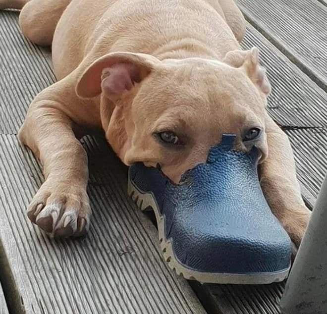 genius_dogs's tweet photo. https://t.co/rrTYwPGDpl