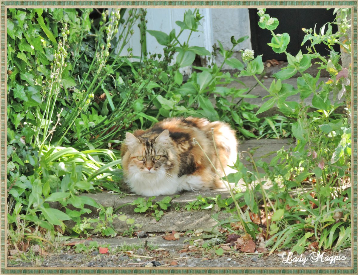 The Stalker watching my bird feeders, he doesn't stand a chance as STORKS don't come here.