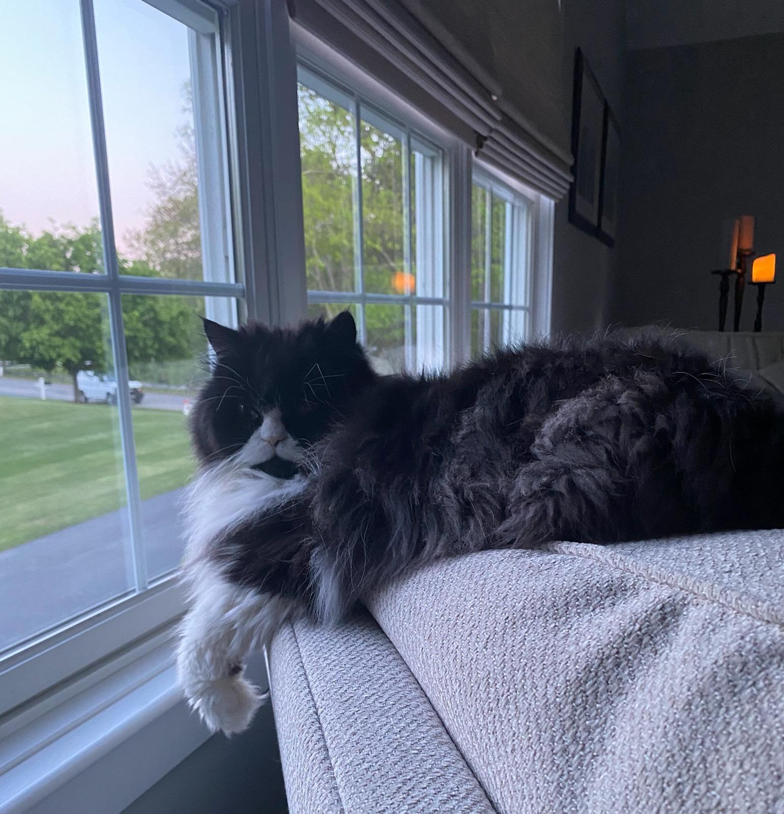 Mr.Jingles (MrJingle_Cat) / Twitter