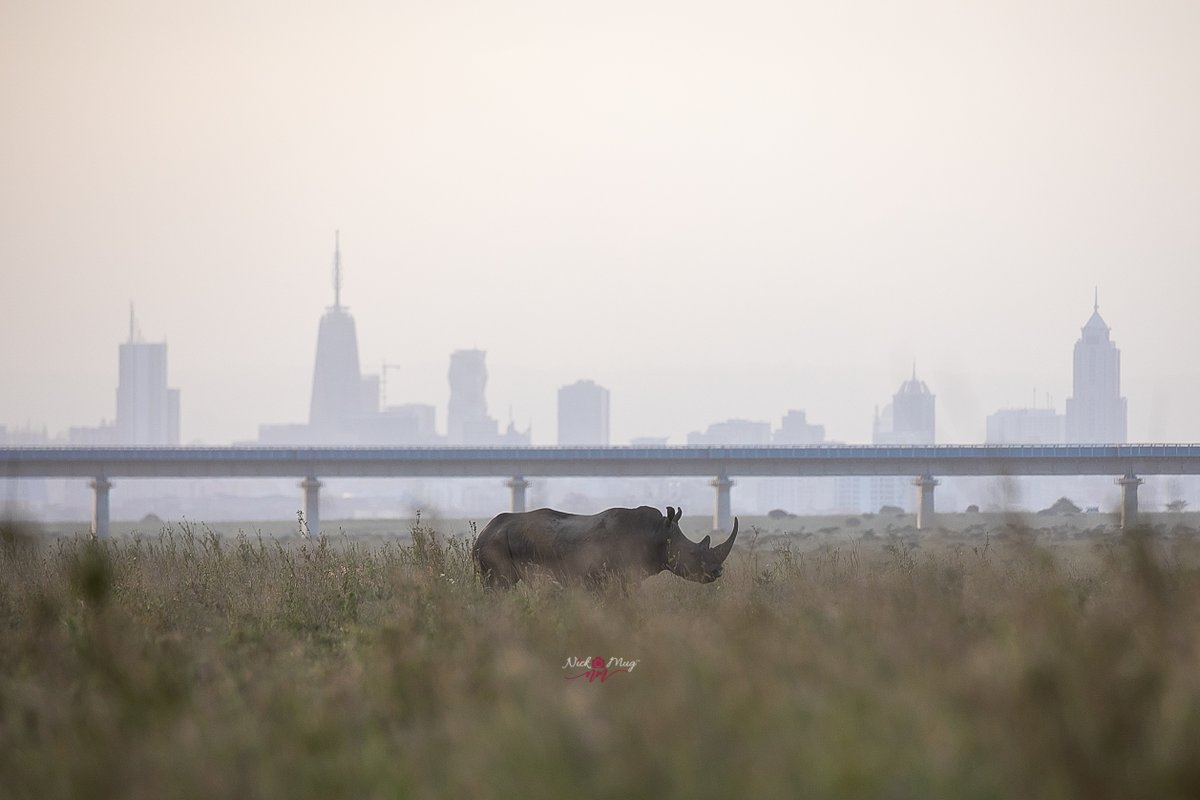 NickmugP's tweet photo. Wild in the city
#nairobinationalpark #kwskenya #wildlifephotography #gamephotography #wildlifeplanet #featured_wildlife #wildestafrica #shots_of_animals #tembeakenya #Magicalkenya #natgeo #bbcearth #yourshotphotographer #rhino #blackrhino #whiterhino  #africanwildlifephotography https://t.co/iajVHifAeW